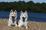 SIBERIAN HUSKY 536